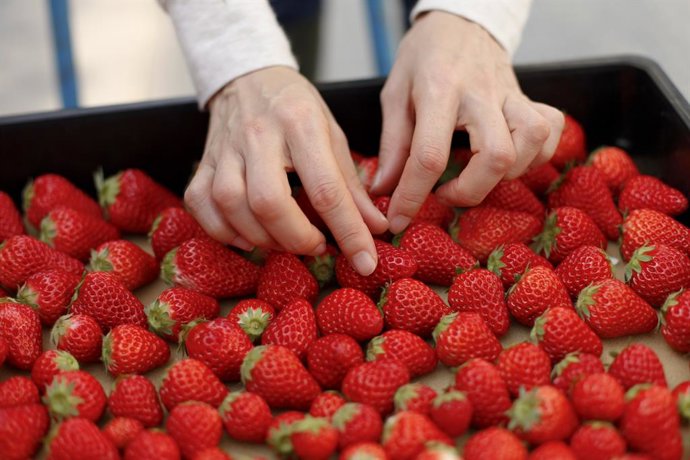 Imagen de la manipulación de fresas durante su envasado.