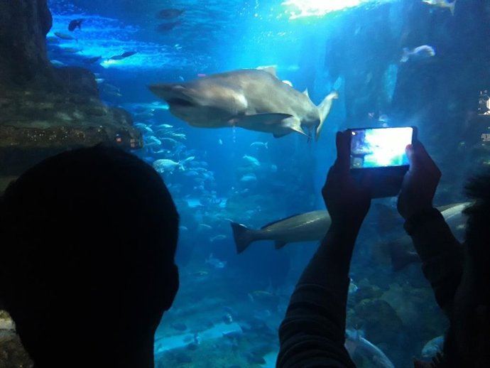 Tiburones en el Aquarium de San Sebastián