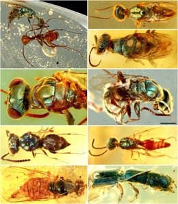 Diversos insectos de color estructural en ámbar del Cretácico del norte de Myanmar