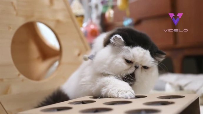 Conoce a Zuu, el gato con tupé que es toda una celebridad en Instagram por su peculiar aspecto