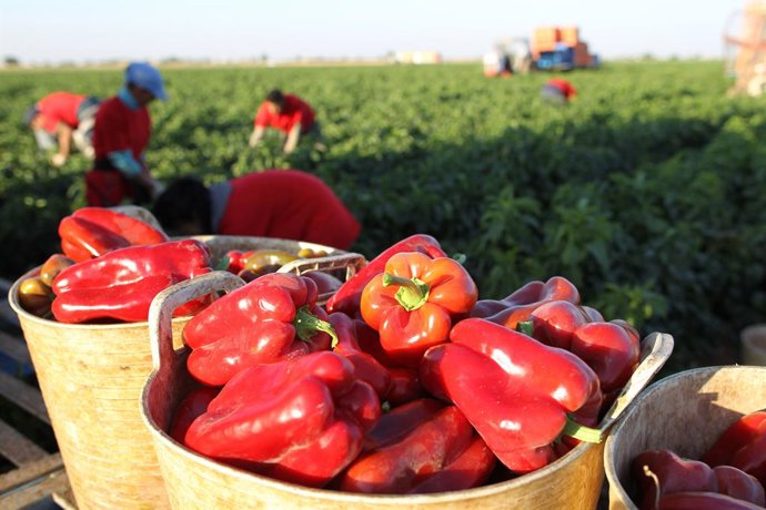 Almería.- Mercadona prevé comprar 12.800 toneladas de pimiento rojo de Almería p