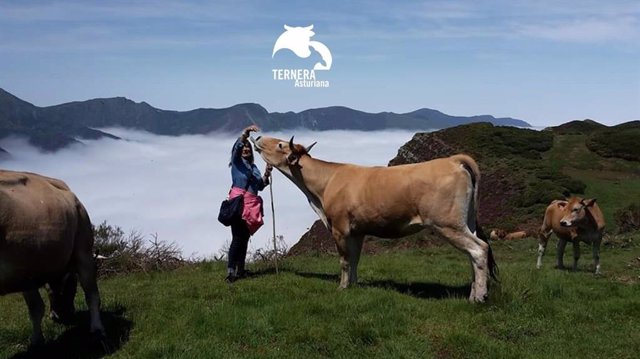 Imagen de Ternera Asturiana