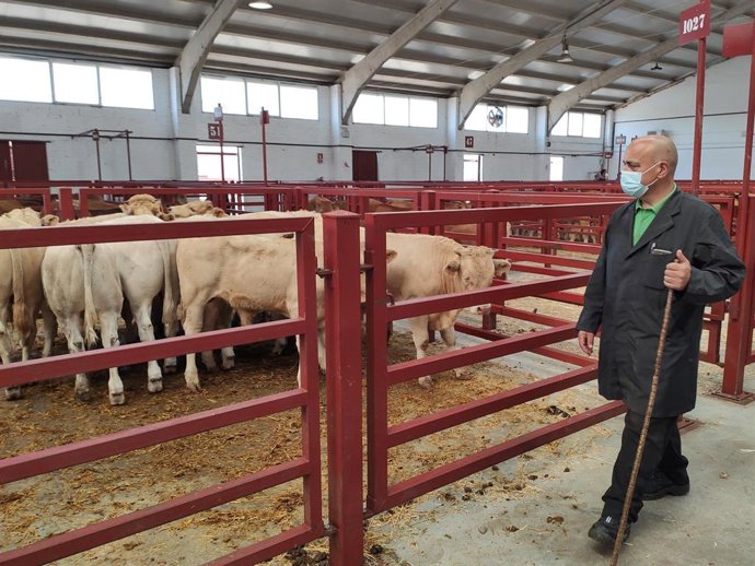 Profesional este lunes en el Mercado de Ganados de Salamanca.