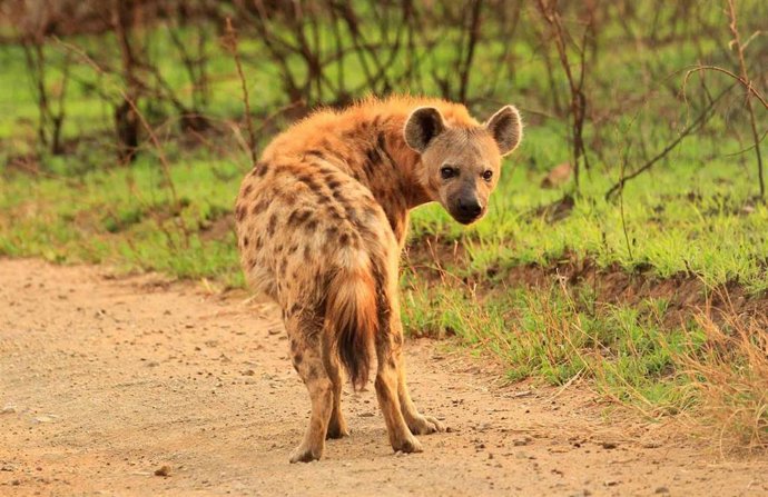 Hiena manchada