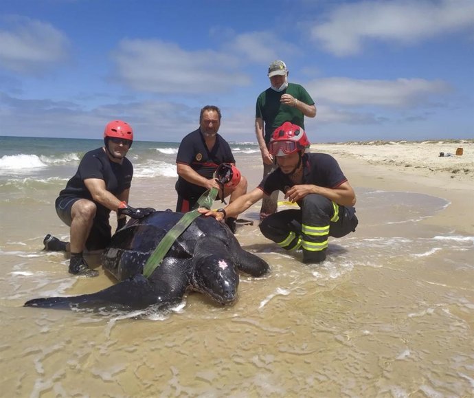 Los bomberos de la Unidad de Rescate Subacuático del Servicio de Bomberos de Huelva con la tortuga rescatada.