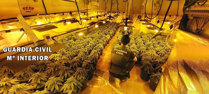 Cultivo de 297 plantas de marihuana localizado en una vivienda de Roquetas (Almería)