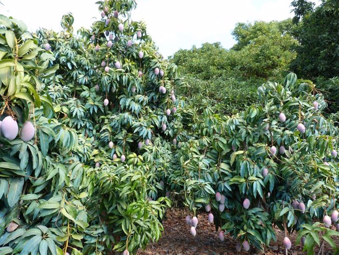 Plantación de mangos en una de las parcelas de la finca La Mayora