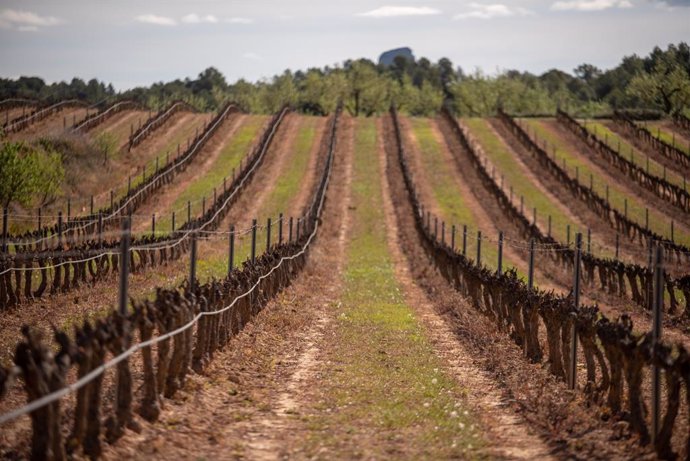Agricultura recibe 660 solicitudes para las ayudas al sector vinícola afectado p