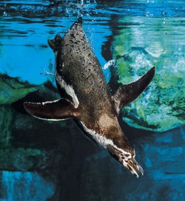 L'Aqurium de Barcelona obrir el 10 de juliol
