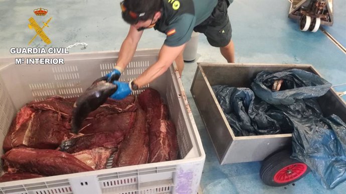 La Guardia Civil interviene en Hondarribia 122 kilos de atún rojo capturado ileg