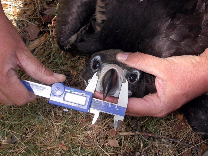 Imaen de un buitre negro anillado en el Parque Nacional de Guadarrama.