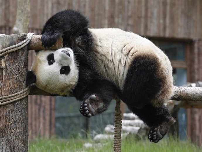 Un panda gigante en la provincia china de Sichuan
