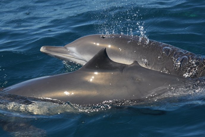 Ejemplares de delfín