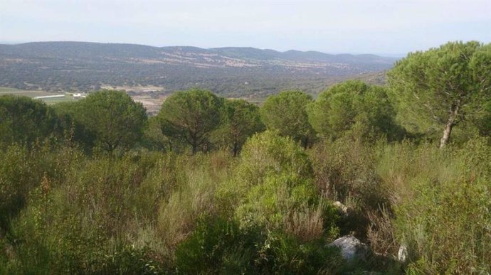 Zona de bosque en la Sierra de Gata