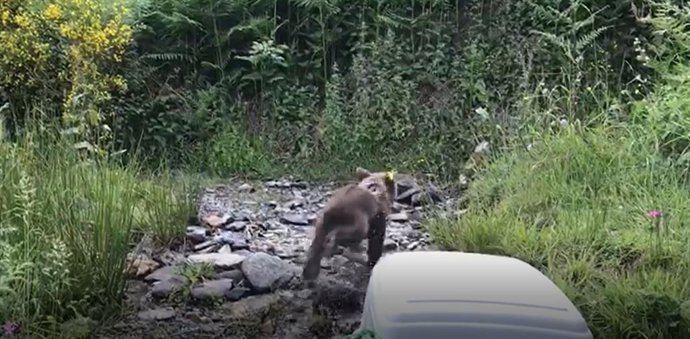 Osa rescatada y reintroducida en Fuentes del Narcea.