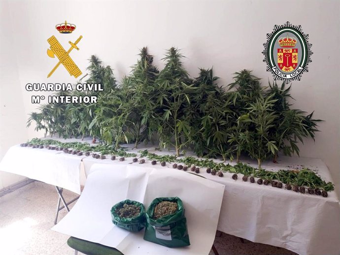 Cultivo de marihuana desmantelado en Alcalá la Real