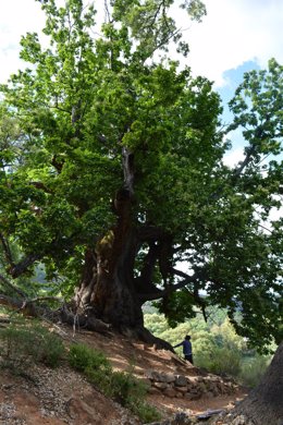 Árbol Castaño Santo de Istán, que se prevé declarar Monumento Natural