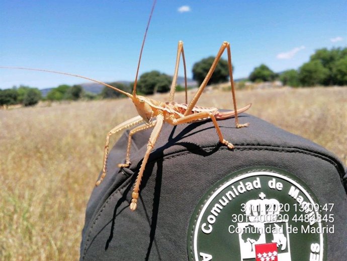 Imagen de un ejemplar del insecto 'saga pedo' localizado en Colmenar del Arroyo.