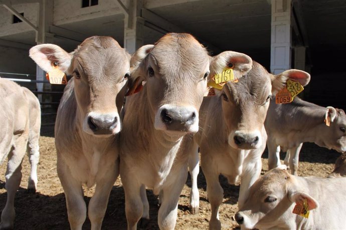 CITA y Virbac España colaboran para mejorar el estado inmune de los terneros en explotaciones de vacuno de carne.