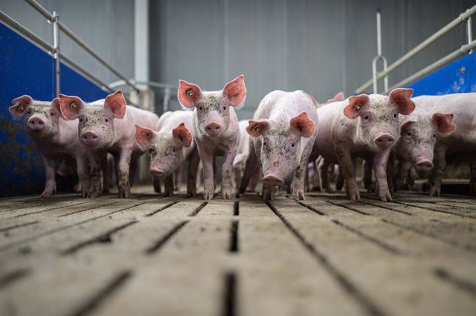 Porcs en una granja a Alemanya