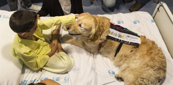 El golden retriever Zenit con un niño hospitalizado en el Hospital Universitario 12 de Octubre.