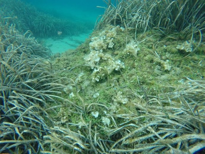 El Parc Natural del Cap de Creus ha regulat la pesca i ancoratge en un rea d'uns 500 m2 de la cala Galladera, on s'ha detectat la presncia de l'alga 'Caulerpa cylindracea', amb el suport del Cos d'Agents Rurals.