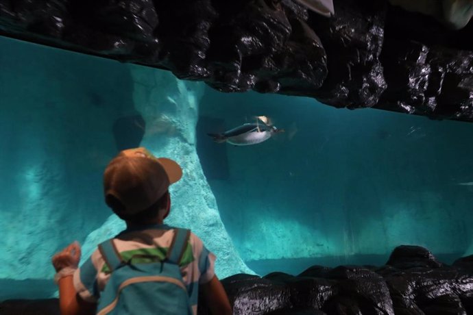 Un niño observa el acuario en una imagen de archivo.
