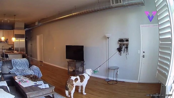 Una cámara de seguridad captura el momento en que un perro la lía mientras su dueña está trabajando