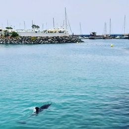 Imagen del delfín que deambula desde el pasado sábado por la costa de Adeje
