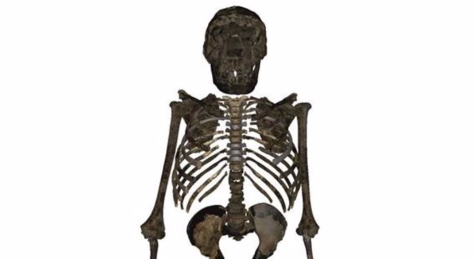 Reconstrucción del esqueleto del 'H.Erectus juvenil' de 1,5 millones de años hallado en Kenia. La caja torácica era más profunda, ancha y corta que en los humanos modernos, lo que sugiere una forma corporal más robusta y un volumen pulmonar mayor
