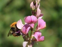 Abeja polinizando las flores de una esparceta ('Onobrychis viciifolia')