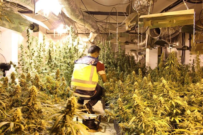 La Policía Nacional desmantela un sofisticado laboratorio de marihuana y detiene a cinco personas