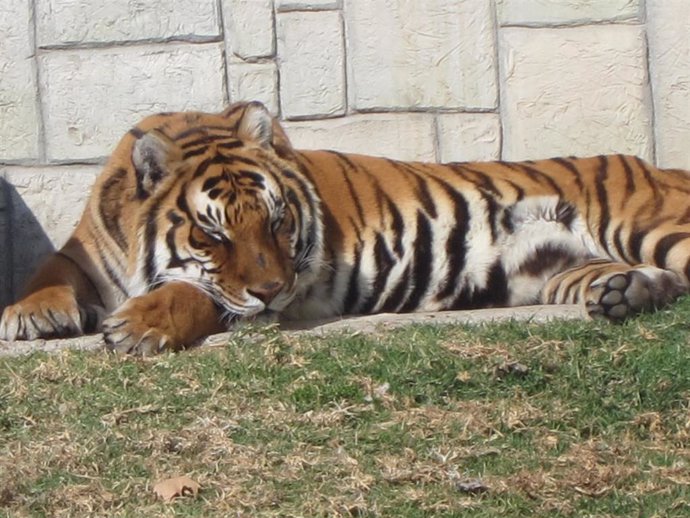 Un tigre del Zoo de Córdoba en una imagen de archivo.