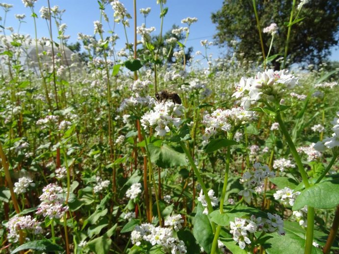 Cultivo de trigo sarraceno.