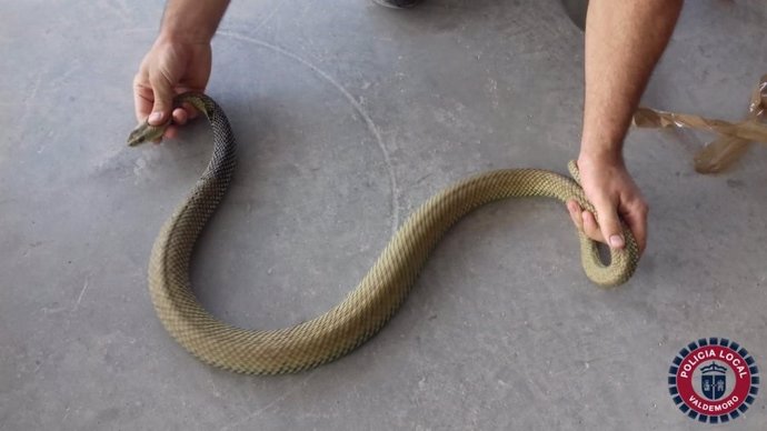 Serpiente bastarda encontrada en una casa de Valdemoro