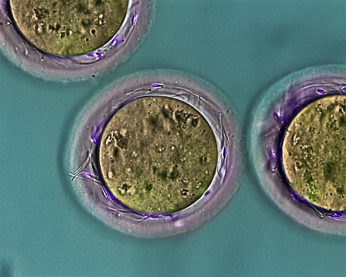 [Comunicacionumu] Investigadores De La Umu Y El Imib Descubren Una Proteína Del Espermatozoide Esencial Para Que Ocurra La Fecundación