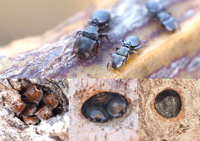Las hormigas tortuga defienden la entrada de sus nidos con armaduras elaboradas: sus cabezas.