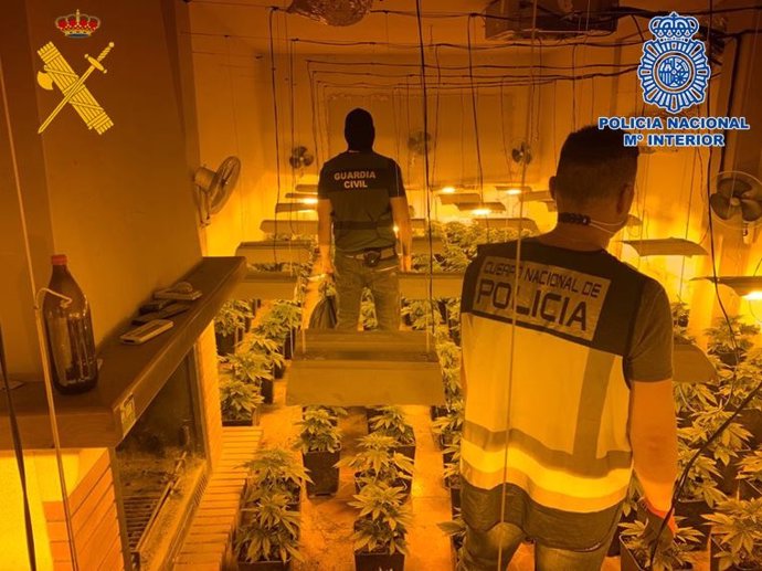 Cultivo de marihuana intervenido en una operación antidroga en Atarfe (Granada)