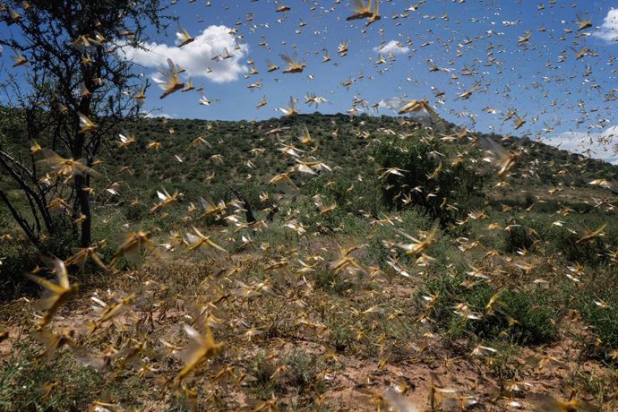 África.- La UE dedica 15 millones para respaldar la lucha contra la plaga de lan