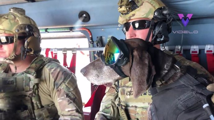 Estos perros militares están entrenados para lanzarse en paracaídas desde un avión
