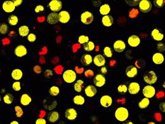 Foto: Aportan nuevos datos sobre las células madre pluripotentes, capaces de transformarse en cualquier tejido