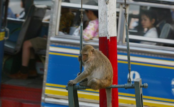 Un mono en la ciudad de Lopburi, en Tailandia