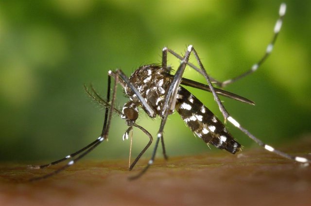Mosquito tigre (Aedes albopictus).