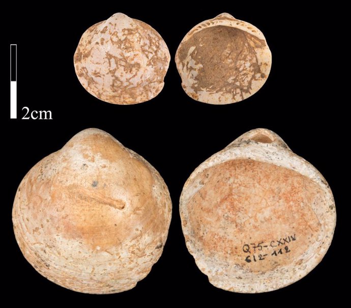 Conchas de la cueva Qafzeh en las que se estudió el uso y el desgaste