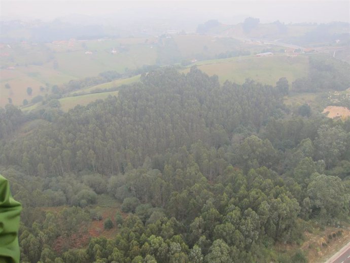 Bosque de eucaliptos de Asturias.