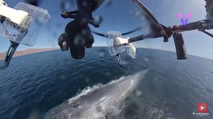 Un dron captura el épico estronudo de una ballena azul