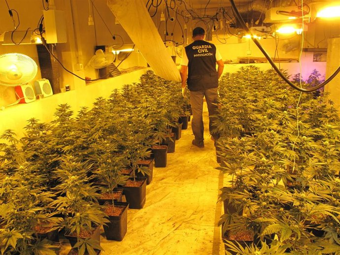Plantación de marihuana intervenida por la Guardia Civil