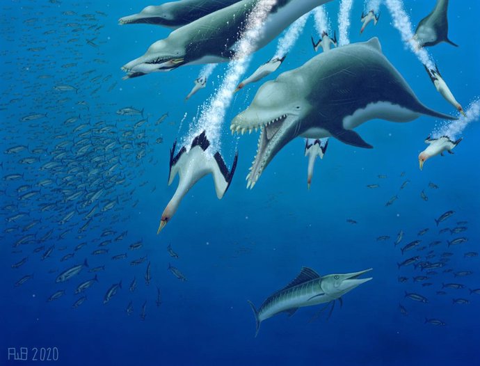 El esqueleto de un delfín extinto de 4,5 metros sugiere una evolución paralela e