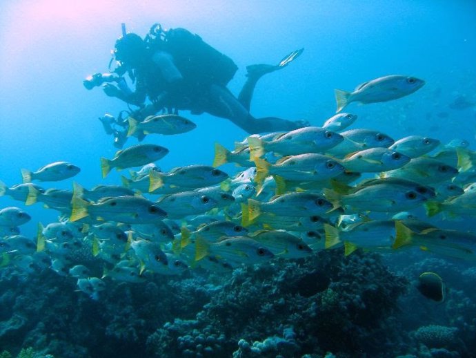 Un proyecto de National Geographic 'Pristine Seas' realizado por dos biólogos españoles, Premio Sartun 2020.