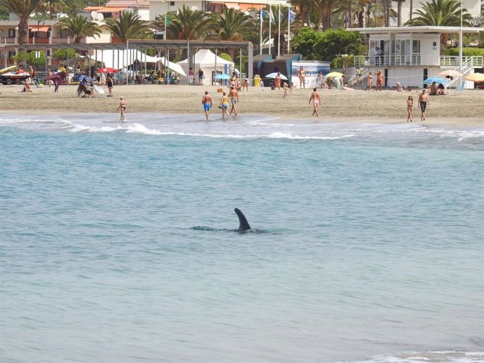 Delfín mular localizado en la costa del sur de Tenerife